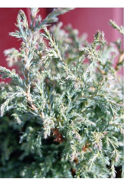 Голубовато-зеленая, слегка вьющаяся хвоя Кипарисовика Беби Блю