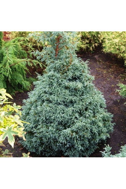 Кипарисовик Бэби Блю конусовидная густая крона