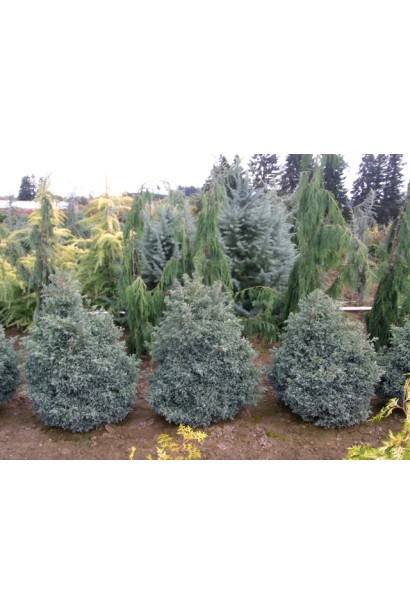 Кипарисовик карликовый Беби Блю