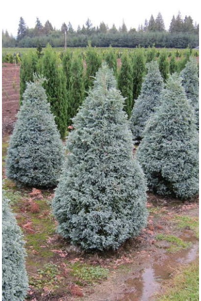 Кипарисовик голубой Бэби Блю