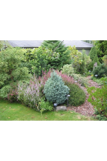 Кипарисовик горохоплодный Бэби Блю в ландшафтном дизайне