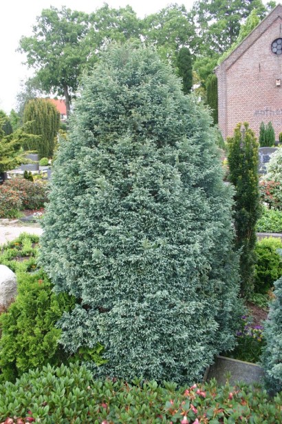 Chamaecyparis pisifera Baby Blue