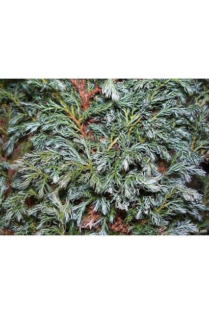 Кипарисовик гороплодотворный Baby Blue