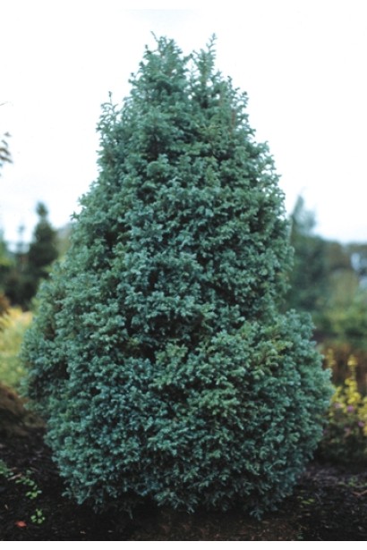 Кипарисовик Baby Blue 