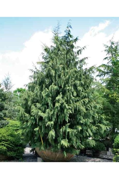 Кипарисовик нутканський Глаука