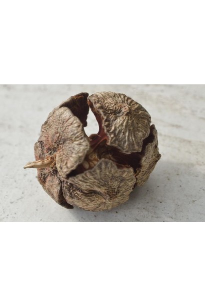 Кипарисовик нутканський Глаука достигла коричнева куляста шишка 