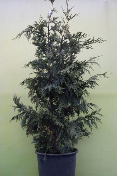 Кипарисовик нутканський Glauca