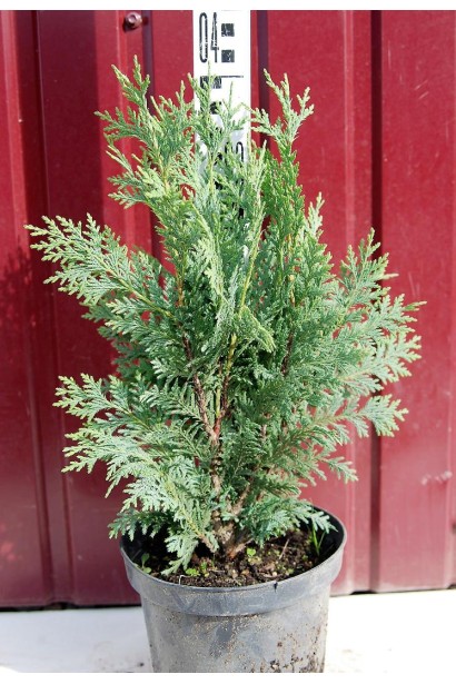 Кипарисовик нутканський Глаука в горщику 3 л 30-40 см