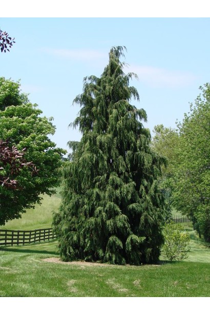 Кипарисовик аляскинський Глаука