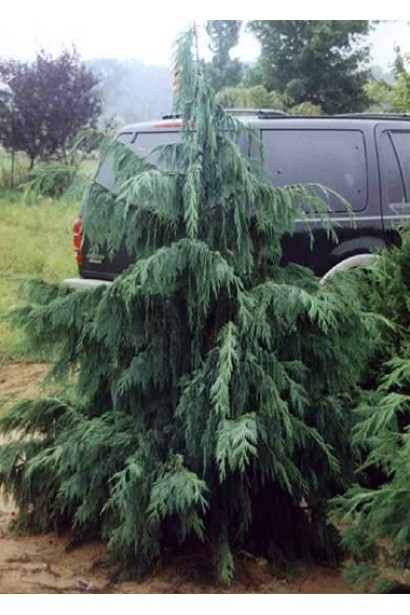 Кипарисовик нутканський Глаука розлога крона зі звисаючими пагонами