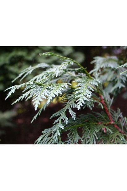 Cupressus nootkantensis Glauca