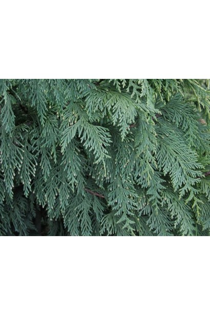 Кипарисовик нутканський блакитний