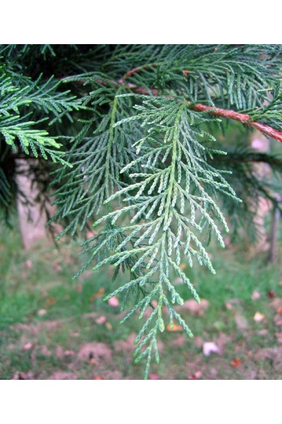 Callitropsis nootkantensis Glauca