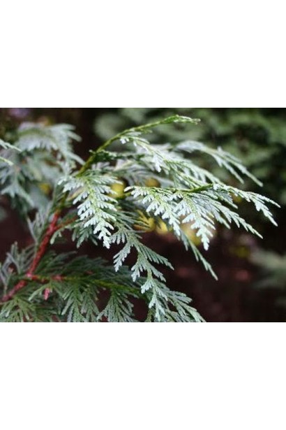 Зелена хвоя з блакитним нальотом Кипарисовика нутканського Глаука