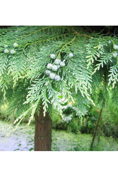 Chamaecyparis nootkatensis Glauca