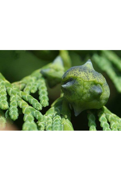 Кипарисовик нутканський Глаука плоди