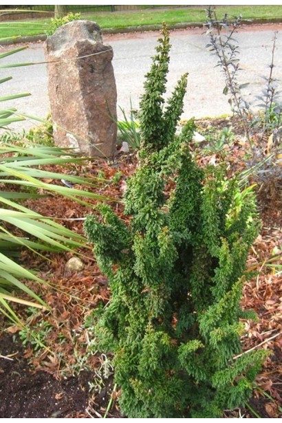 Кипарис японський Чірімен