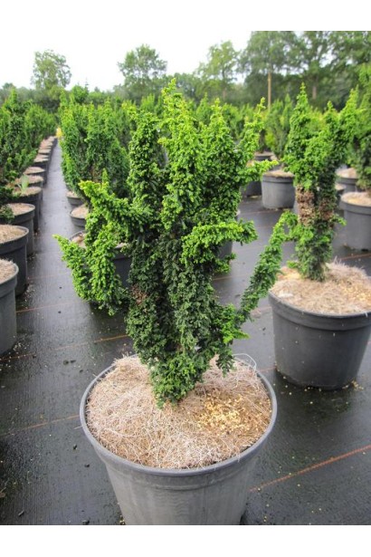 Кипарисовик туполистий Chirimen