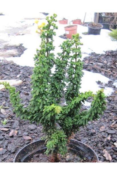 Кипарисовик карликовий зі зростаючими догори пагонами