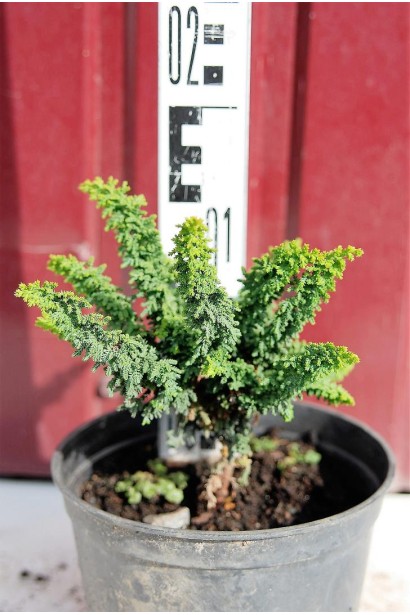 Кипарисовик туполистий Чірімен 3 л 10-15 см