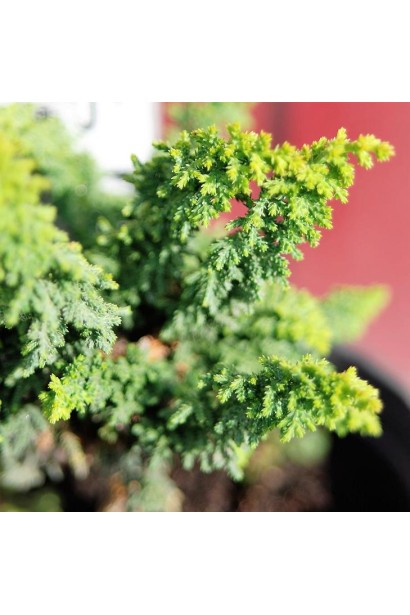 Кипарисовик туполистий Чірімен хвоя