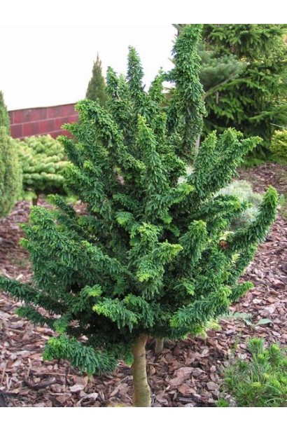 Кипарисовик туполистий Чірімен