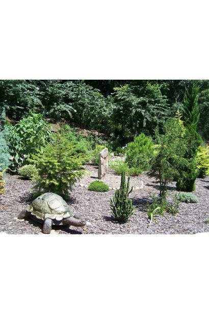 Кипарисовик туполистий Чірімен в ландшафті