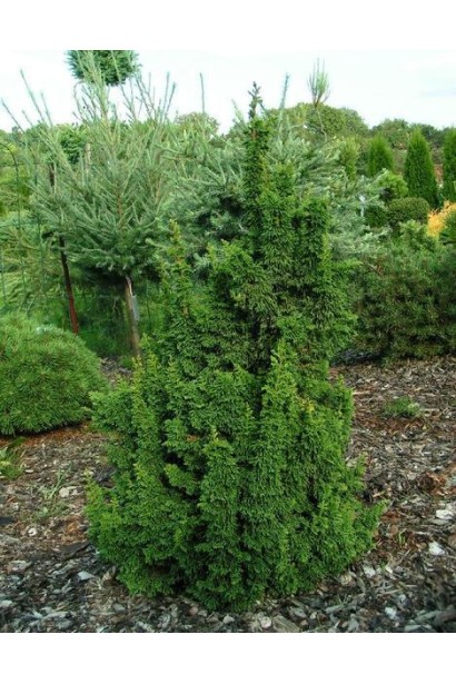 Chamaecyparis obtusa Chirimen
