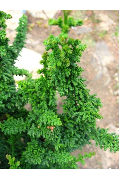 Кипарисовик Чірімен яскрава зелена хвоя