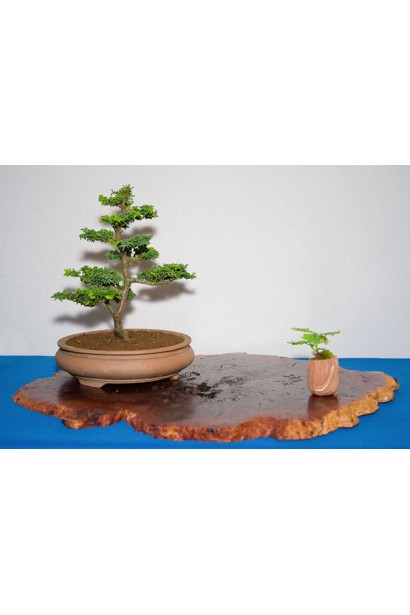 Кипарисовик туполистий Чірімен бонсай