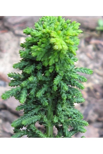 Chamaecyparis obtusa Chirimen