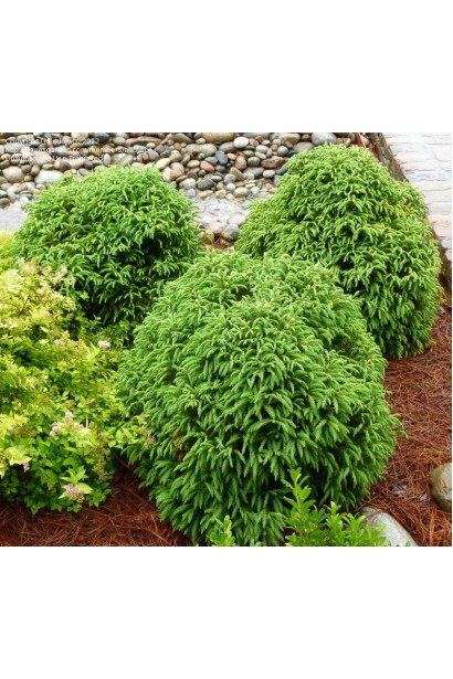 Криптомерія карликова Літл Чемпіон на клумбі