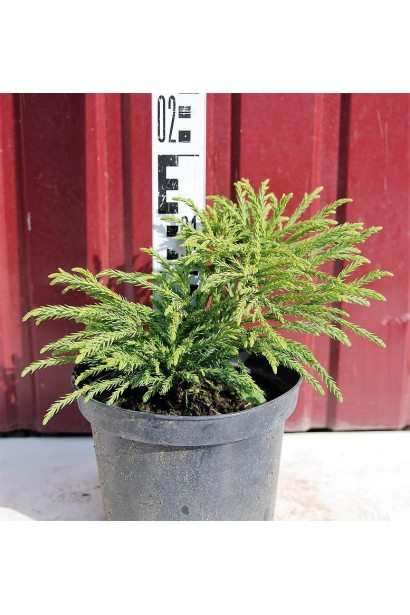 Криптомерія японська Літл Чемпіон С3 15-20 см