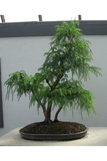 Криптомерія японська Літл Чемпіон бонсай