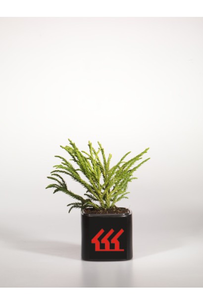 Криптомерія японська Літл Чемпіон контейнер Р9