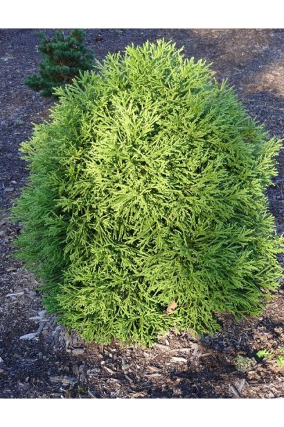 Криптомерія японська Літл Чемпіон