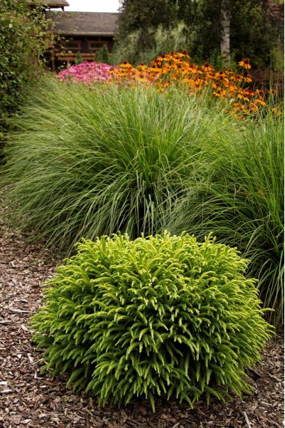 Криптомерія Літл Чемпіон кулястий хвойник