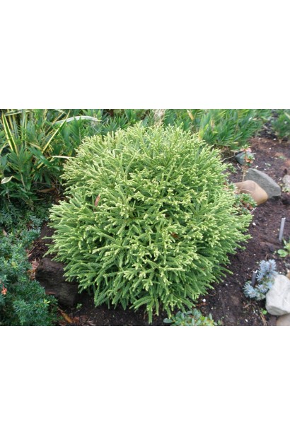 Криптомерія Маленький чемпіон