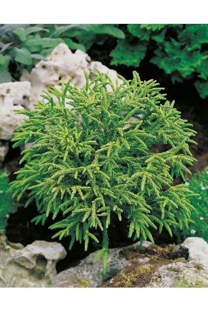 Кедр японський Літл Чемпіон