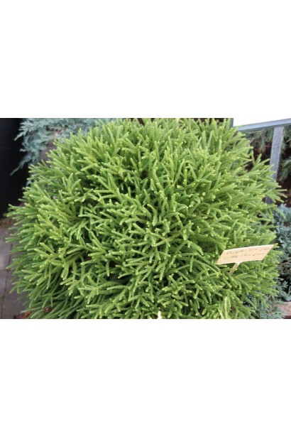 Криптомерія японська Little Champion