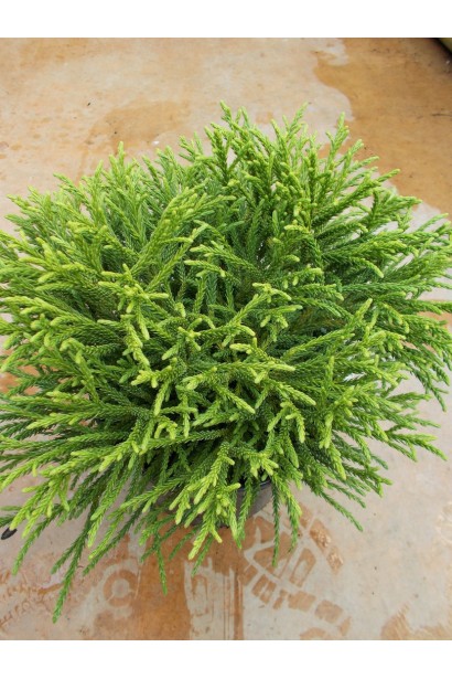 Криптомерія Літл Чемпіон лусковидна із загостреним кінчиком