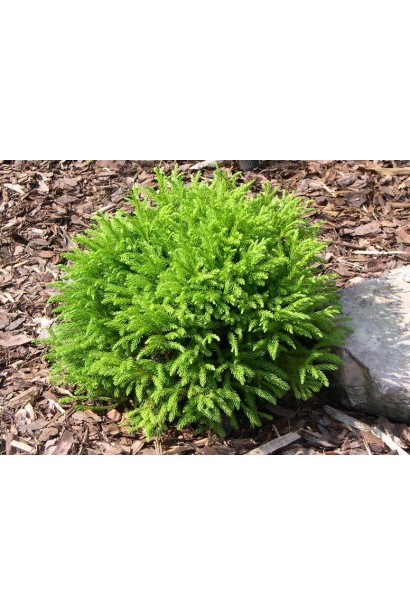 Cryptomeria japonica Little Champion