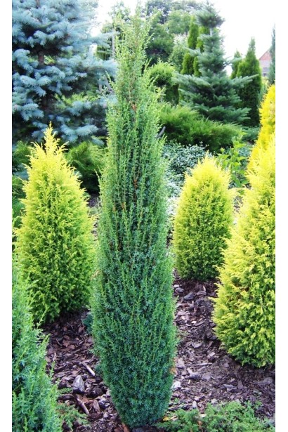 Можжевельник обыкновенный Зеленая Свеча