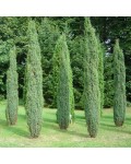 Можжевельник обыкновенный Сентинел | Ялівець звичайний Сентинел | Juniperus communis Sentinel