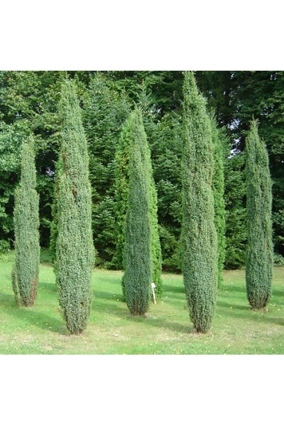 Узкие хвойные деревья можжевельника Сентинел.