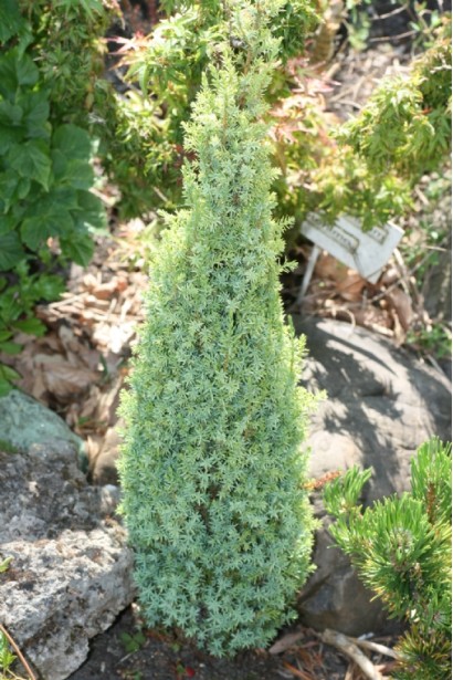 Можжевельник Sentinel - дерево-карандаш