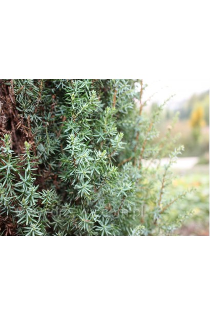 Можжевельник обыкновенный Сентинел - густая острая хвоя серебристо-зеленого цвета