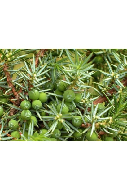 Плоды можжевельника Сентинел - круглые шишкоягоды