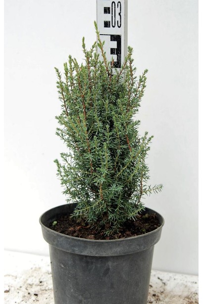 Можжевельник обыкновенный Сентинел в контейнере 3 л, высота 20-30 см