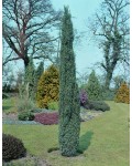 Ялівець звичайний Сентінел | Можжевельник обыкновенный Сентинел | Juniperus communis Sentinel
